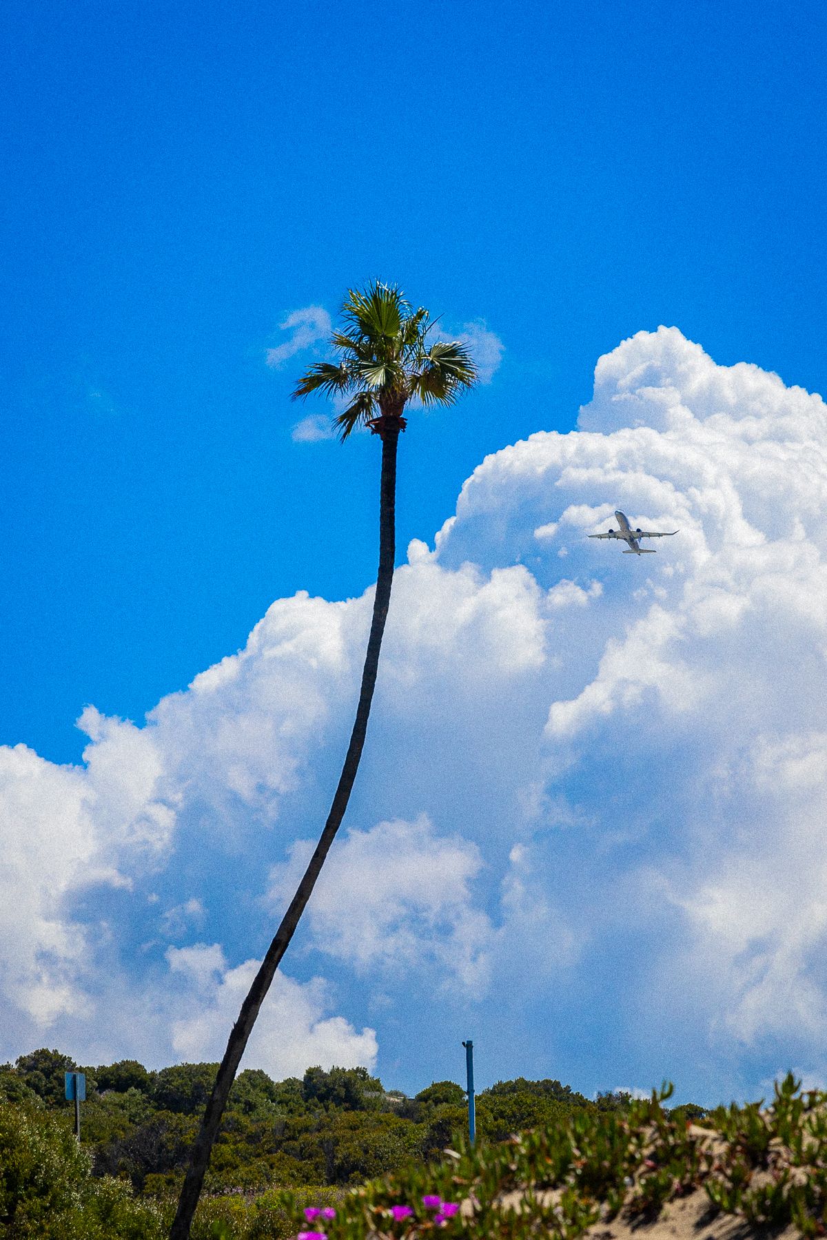 Tall palm tree silhouetted against bright blue sky with white clouds and airplane flying in background.