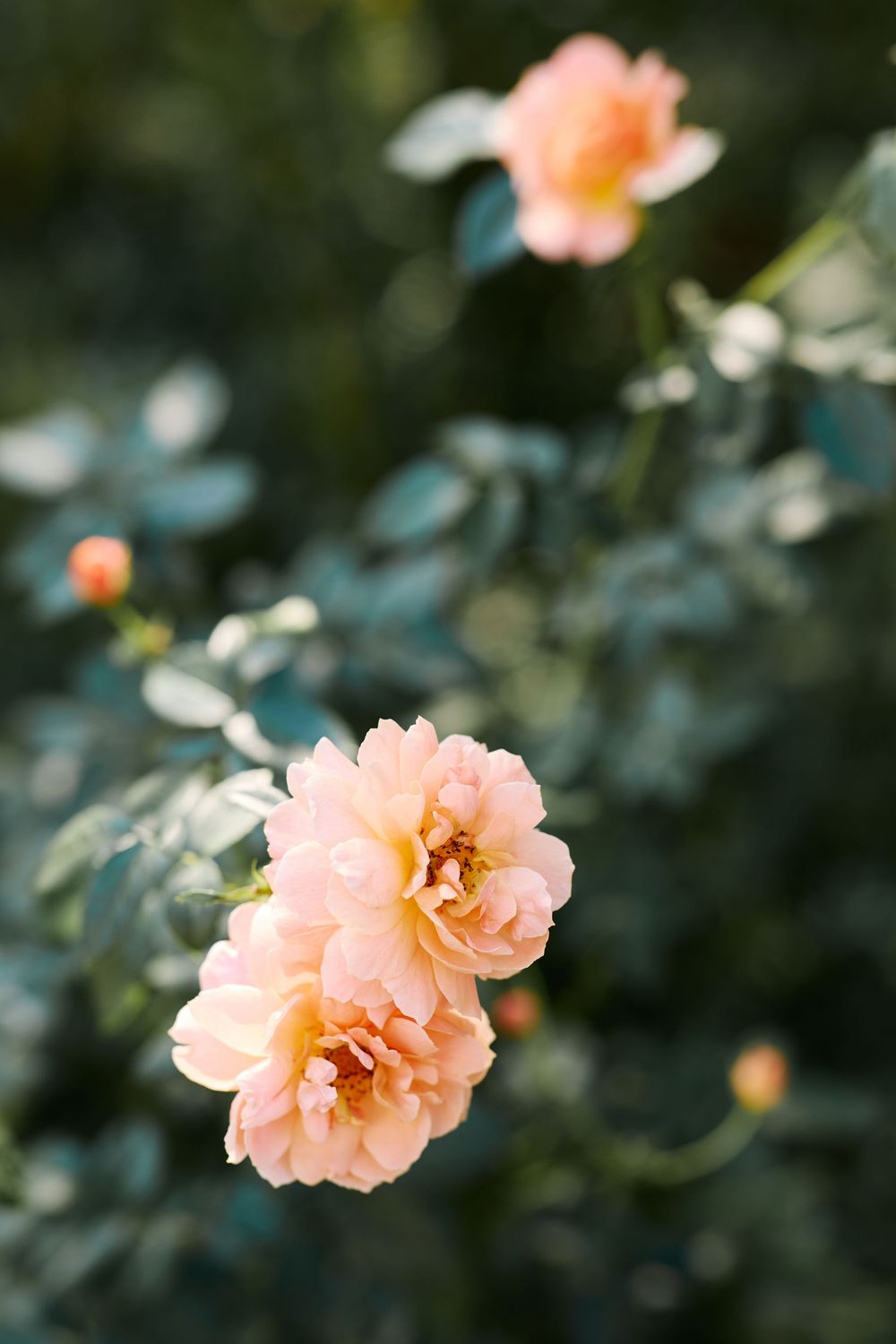 Soft peach roses in full bloom against a blurred green garden background in warm natural light.