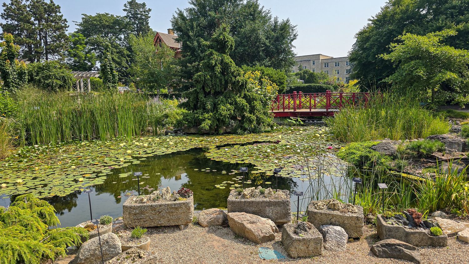 Serene garden pond with lily pads, lush greenery, decorative rocks, and a red wooden bridge in a tranquil park setting.