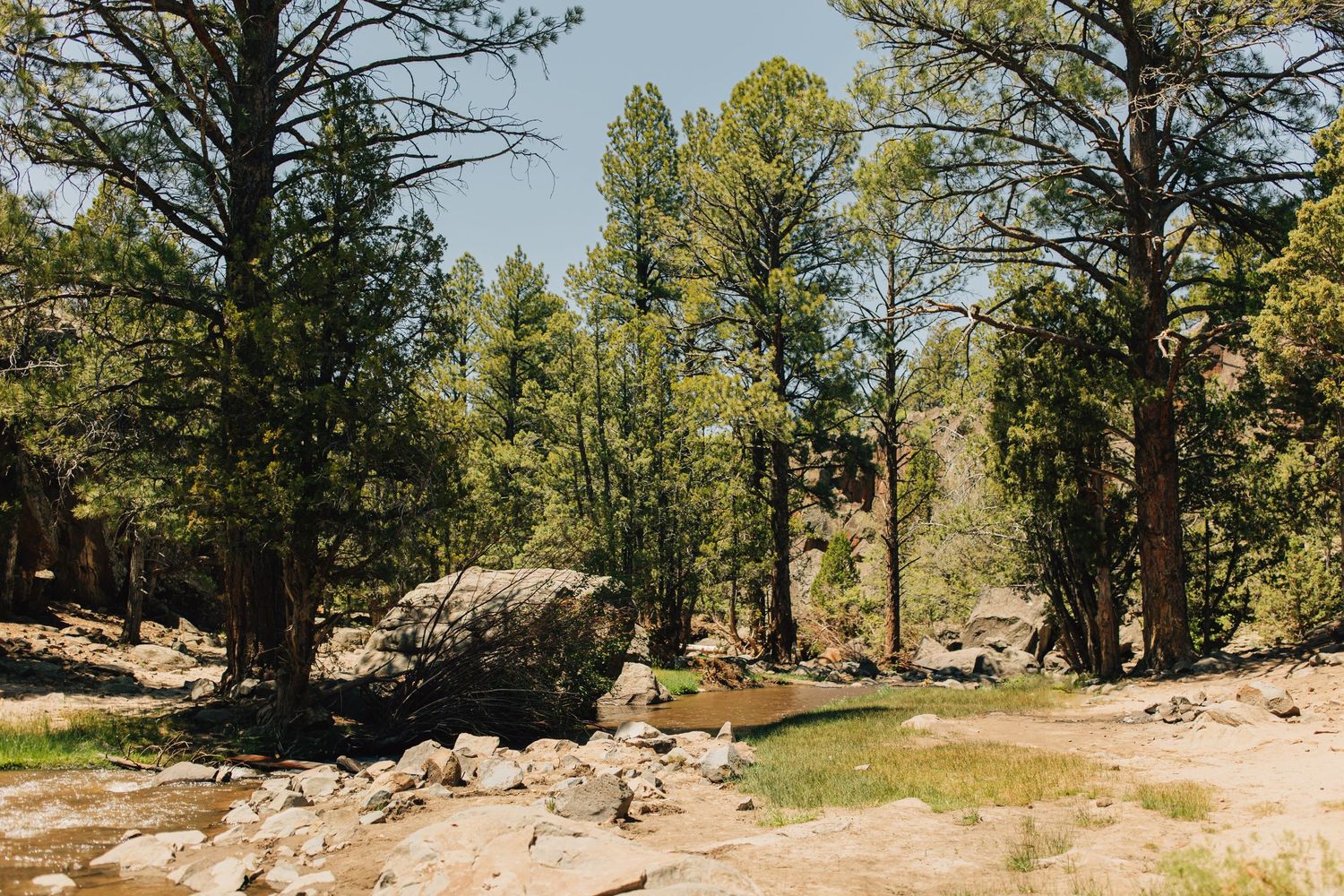 Rocky forest clearing with tall pine trees, large boulders, and a small stream in a sunlit woodland landscape.