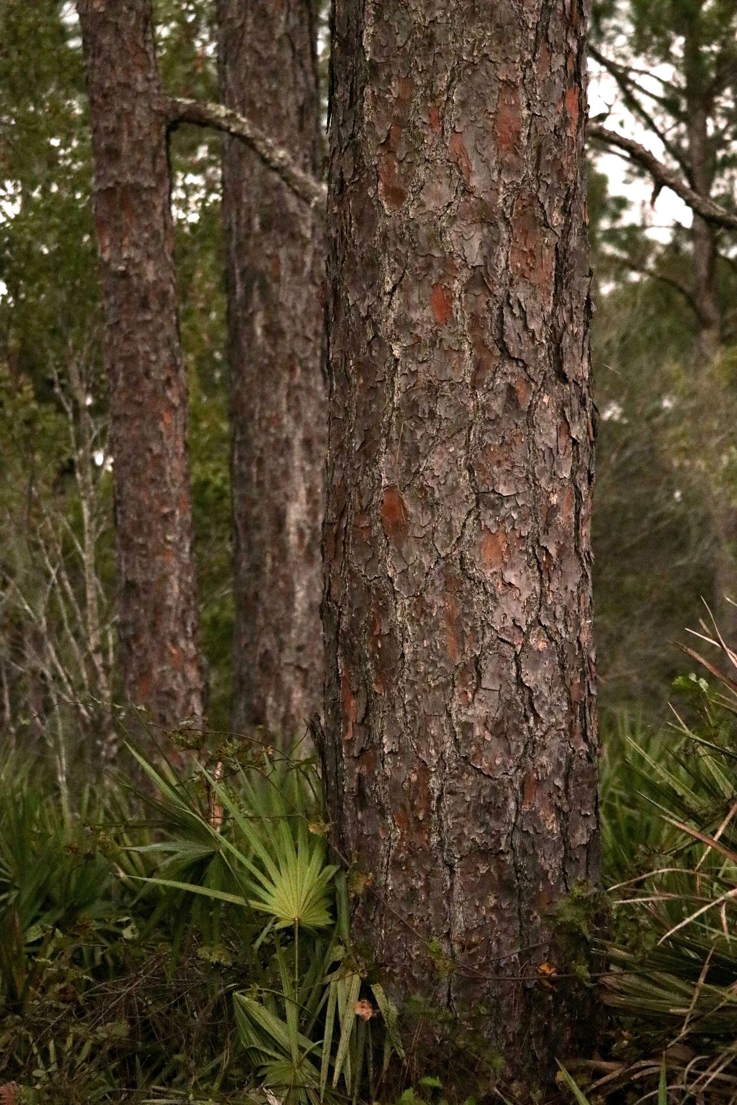 Close-up of pine tree bark with saw palmetto plants in a Florida forest understory.