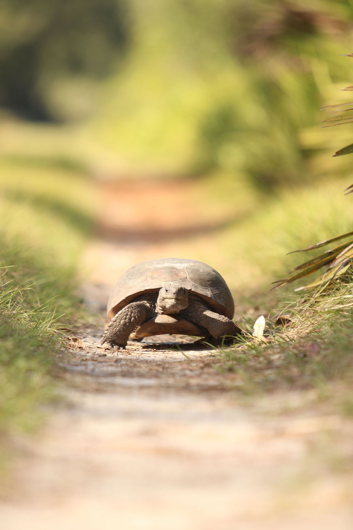 A gopher tortoise walks along a sandy dirt path surrounded by lush green grass and vegetation in natural habitat.