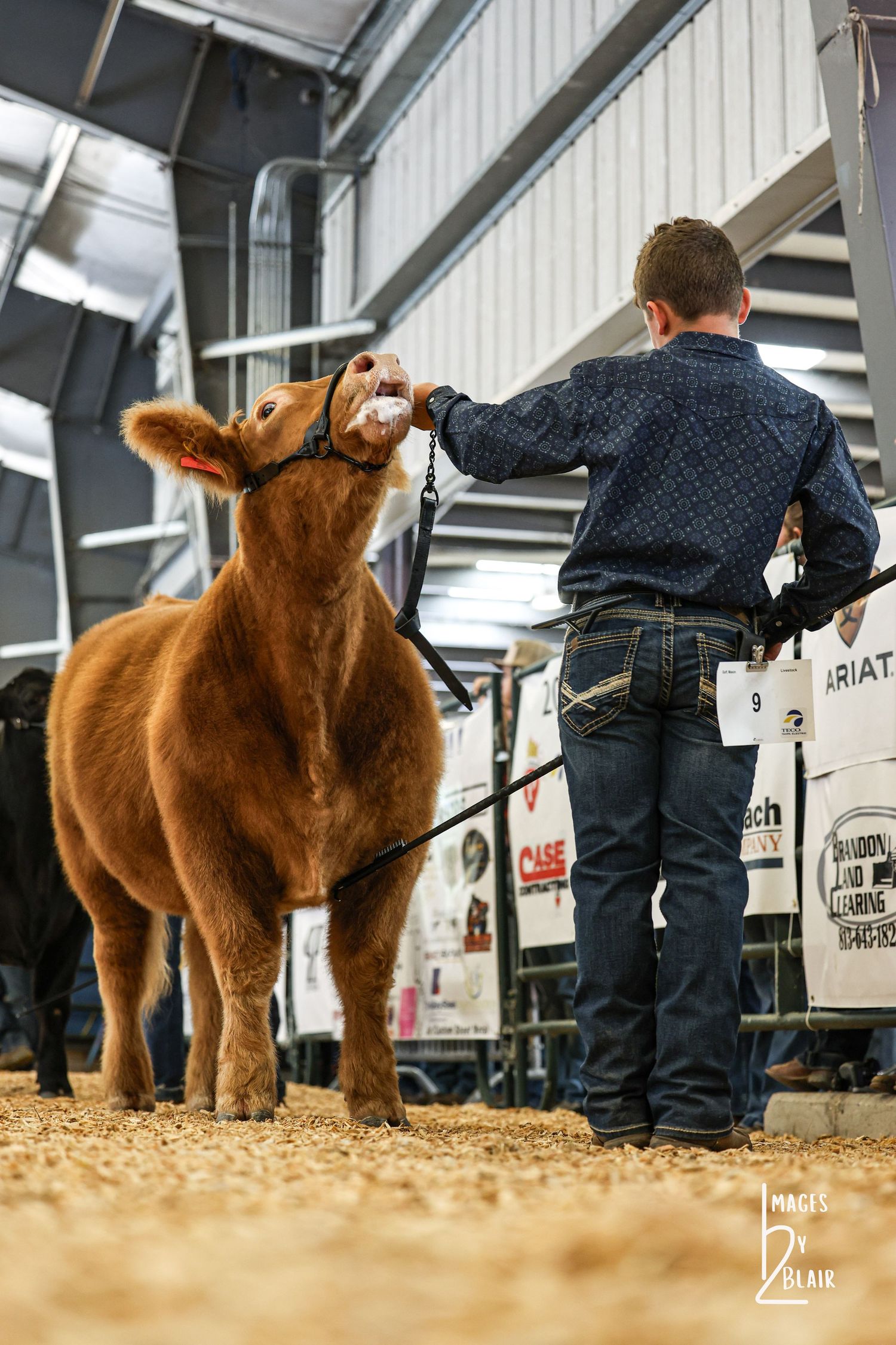 Young boy in denim shirt leading a brown calf on a halter at an indoor livestock show competition.