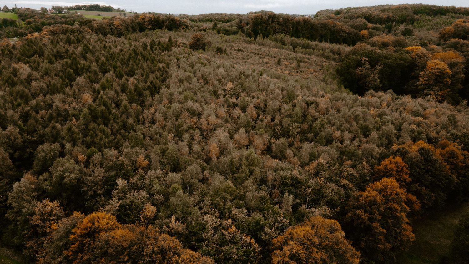 Aerial view of a dense autumn forest with trees displaying vibrant shades of orange, yellow, and green foliage.