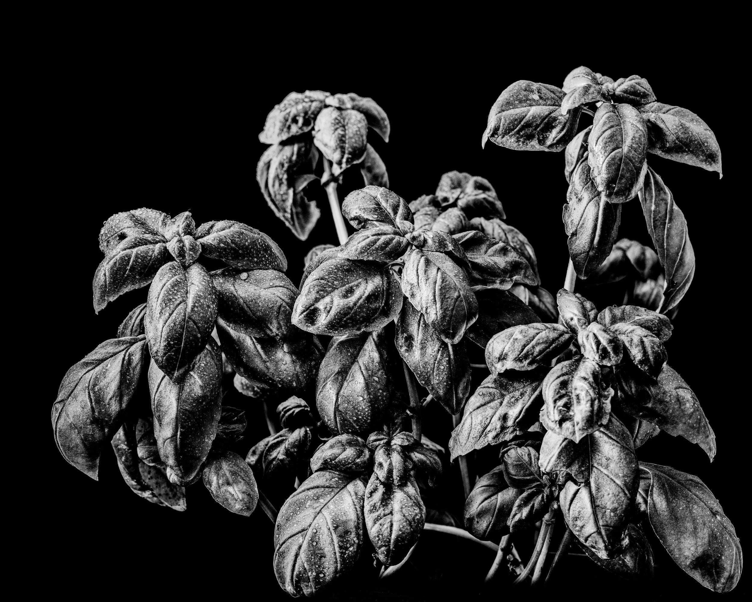 Black and white botanical still life photo of leafy plants against a dark background