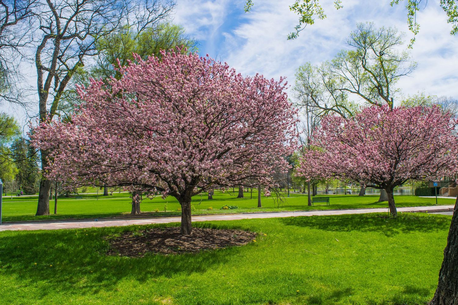 Pink cherry blossom trees bloom in a lush green park on a sunny spring day.