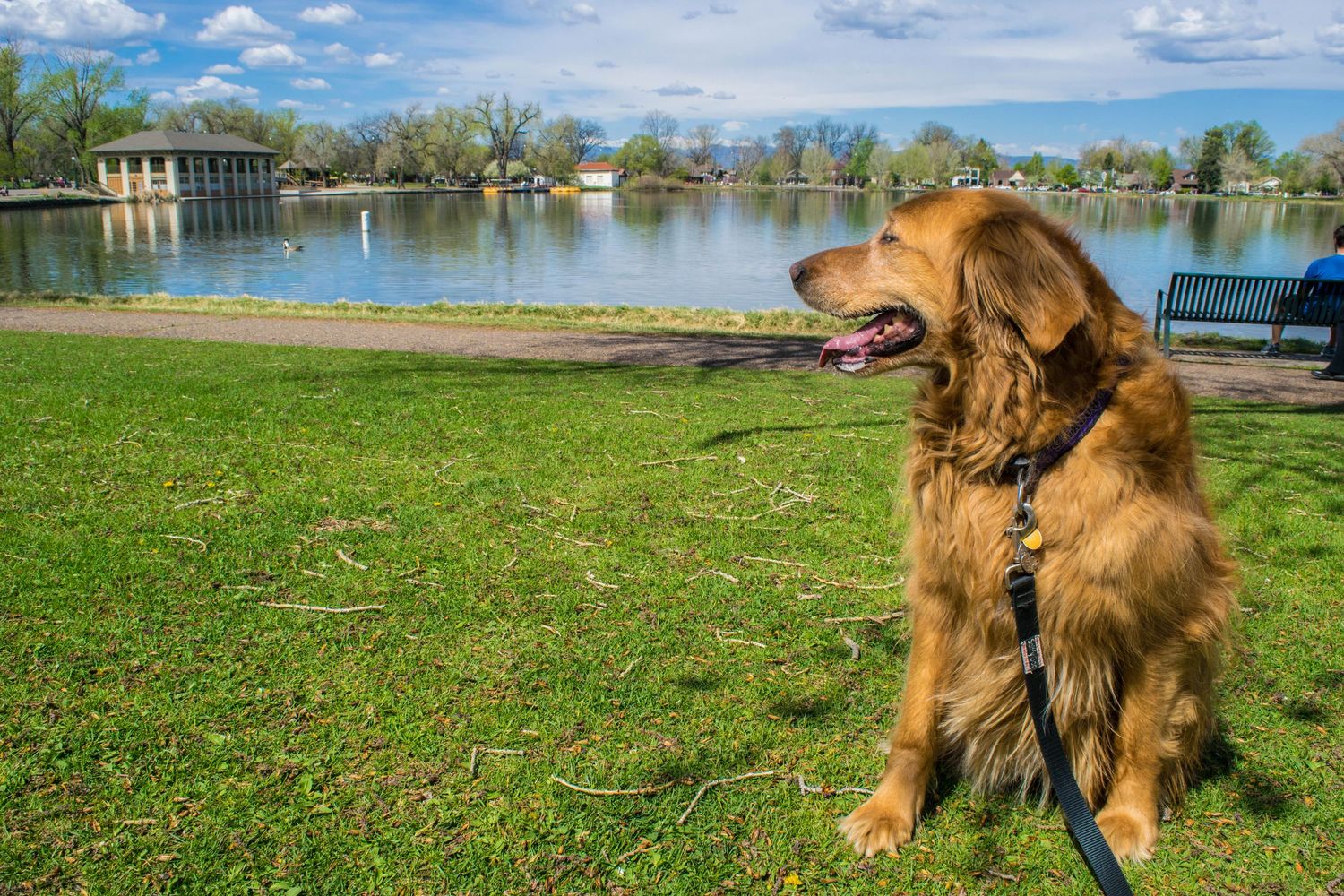 A golden retriever sitting on green grass by a serene lake in a sunny park, wearing a leash.
