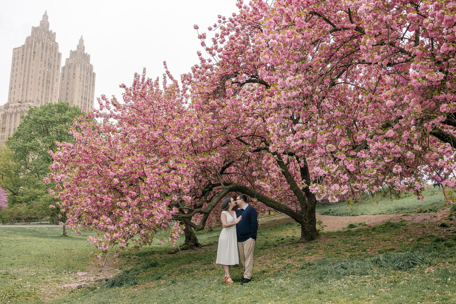 Couple embracing under blooming pink cherry blossom trees in Central Park with city buildings in background.
