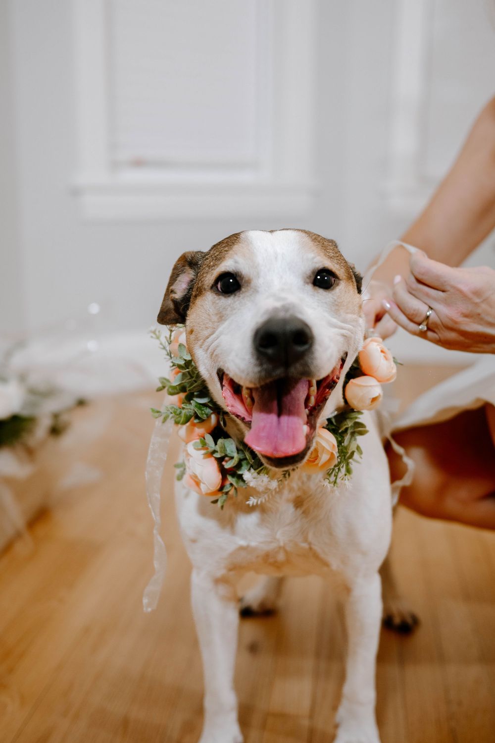 Happy white and brown dog wearing a floral collar with orange roses and greenery at a wedding celebration.