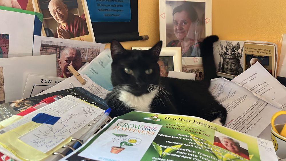 Black and white cat resting on a pile of colorful papers and documents on a cluttered desk.