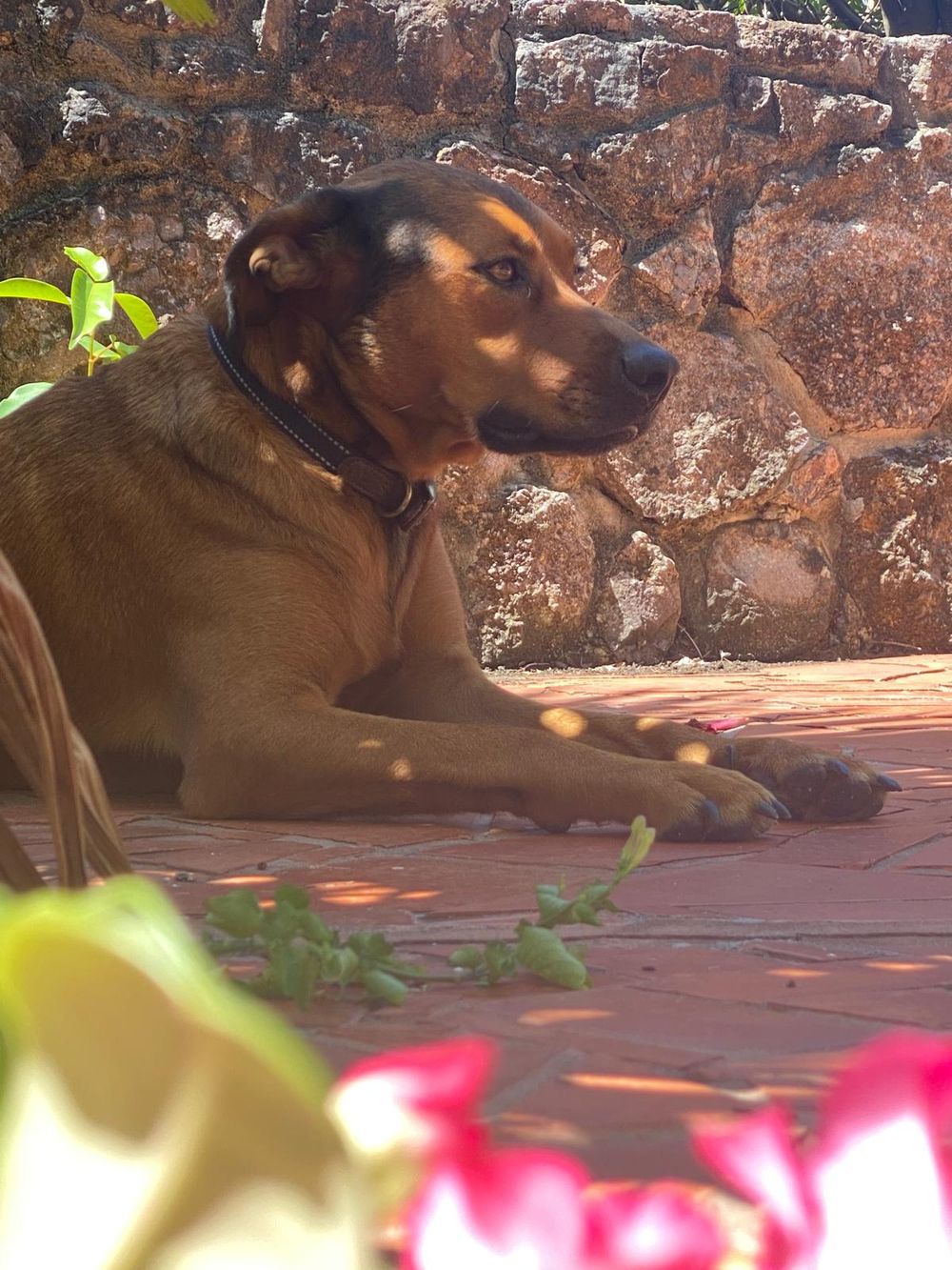 A brown and black dog wearing a collar rests on a red stone patio beside a rustic wall in warm sunlight.
