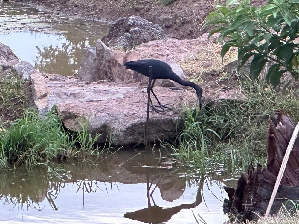 A dark ibis bird stands on a rock beside a calm reflective pond surrounded by lush green vegetation.