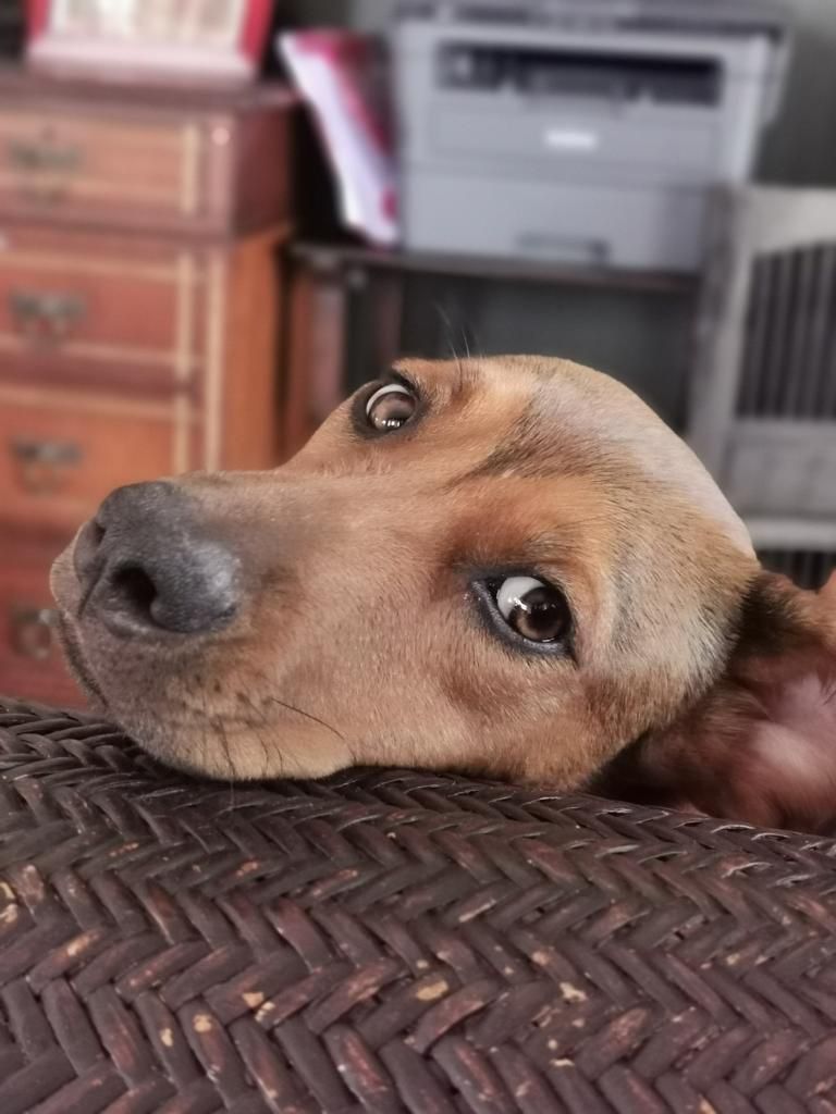 A brown dog rests its chin on a wicker surface, looking up with big expressive eyes in a cozy home setting.