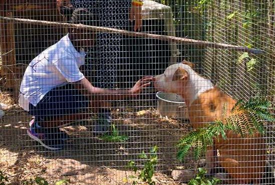 Child feeding a large pig through a wire fence enclosure in an outdoor animal pen on a sunny day.