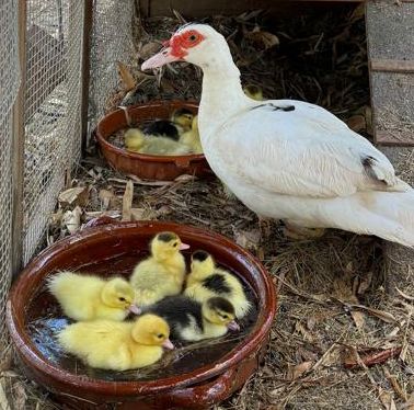 White Muscovy duck with red caruncles watches over fluffy yellow and black ducklings splashing in a clay water bowl.