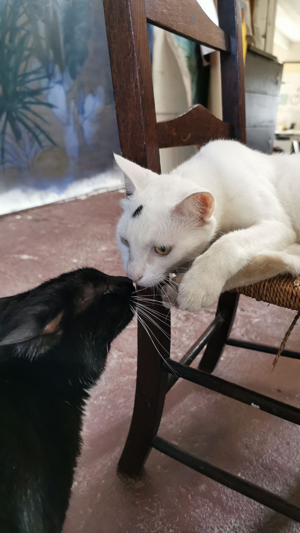 A white cat lying on a wooden chair touches noses with a black cat standing on the floor beside it.