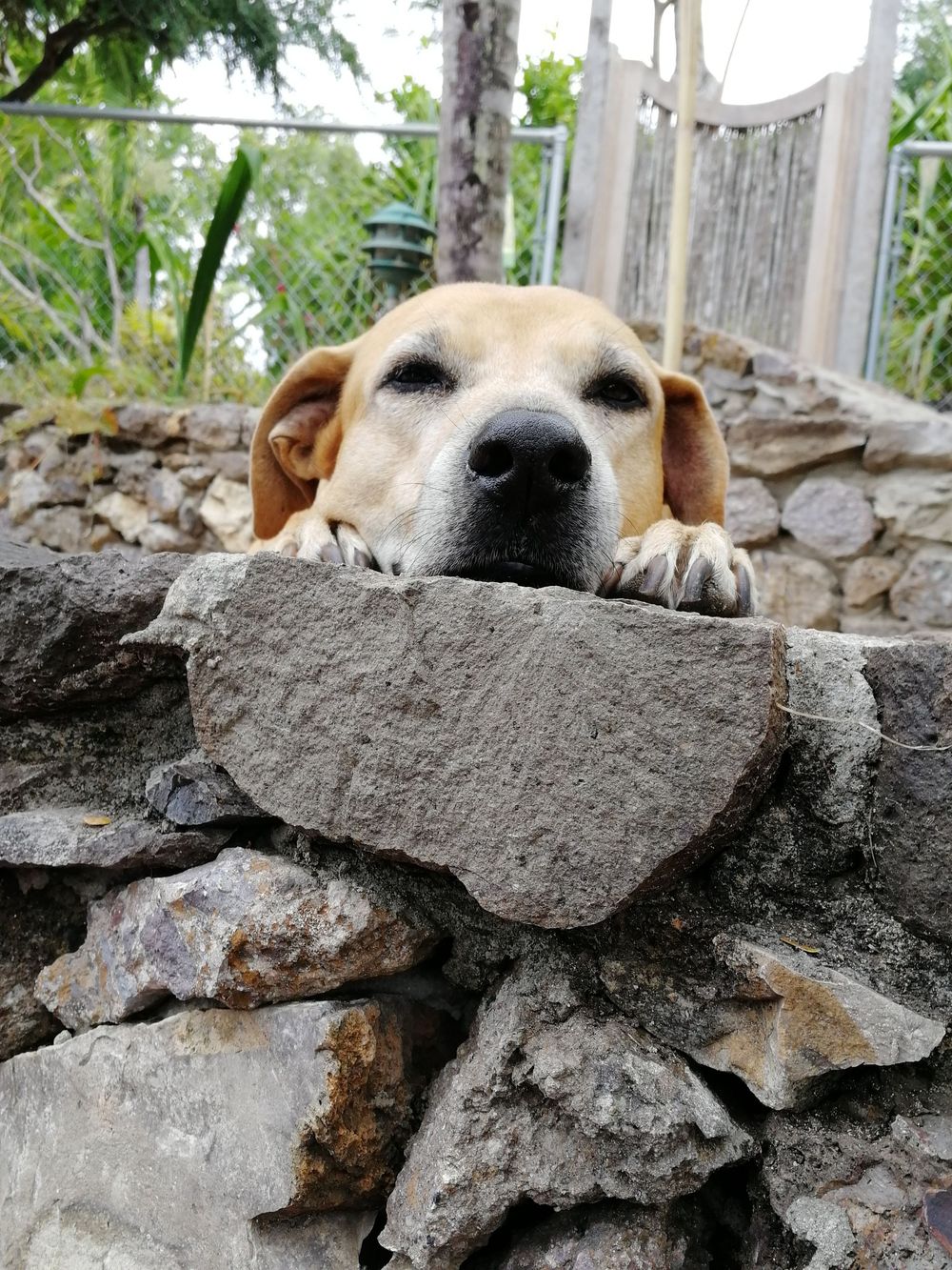 A yellow Labrador dog rests its chin and paws on a rustic stone wall, peering over with sleepy eyes outdoors.