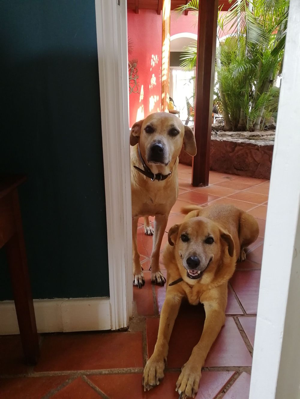 Two tan dogs sitting and lying on a red tile floor by an open door with tropical plants visible outside.