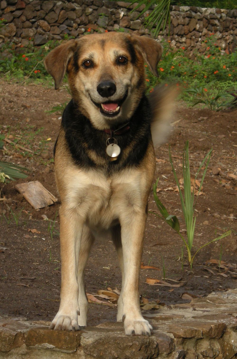 Happy tan and black mixed breed dog standing outdoors wearing a collar with tag, mouth open in a smile.