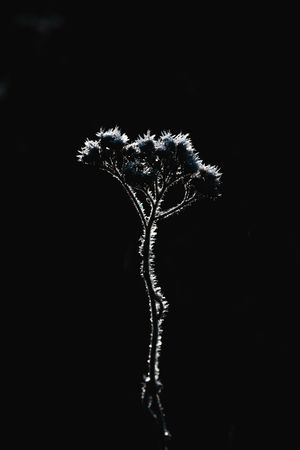 Kuura aamu/
Ääriviivat
2023
20x30 80€