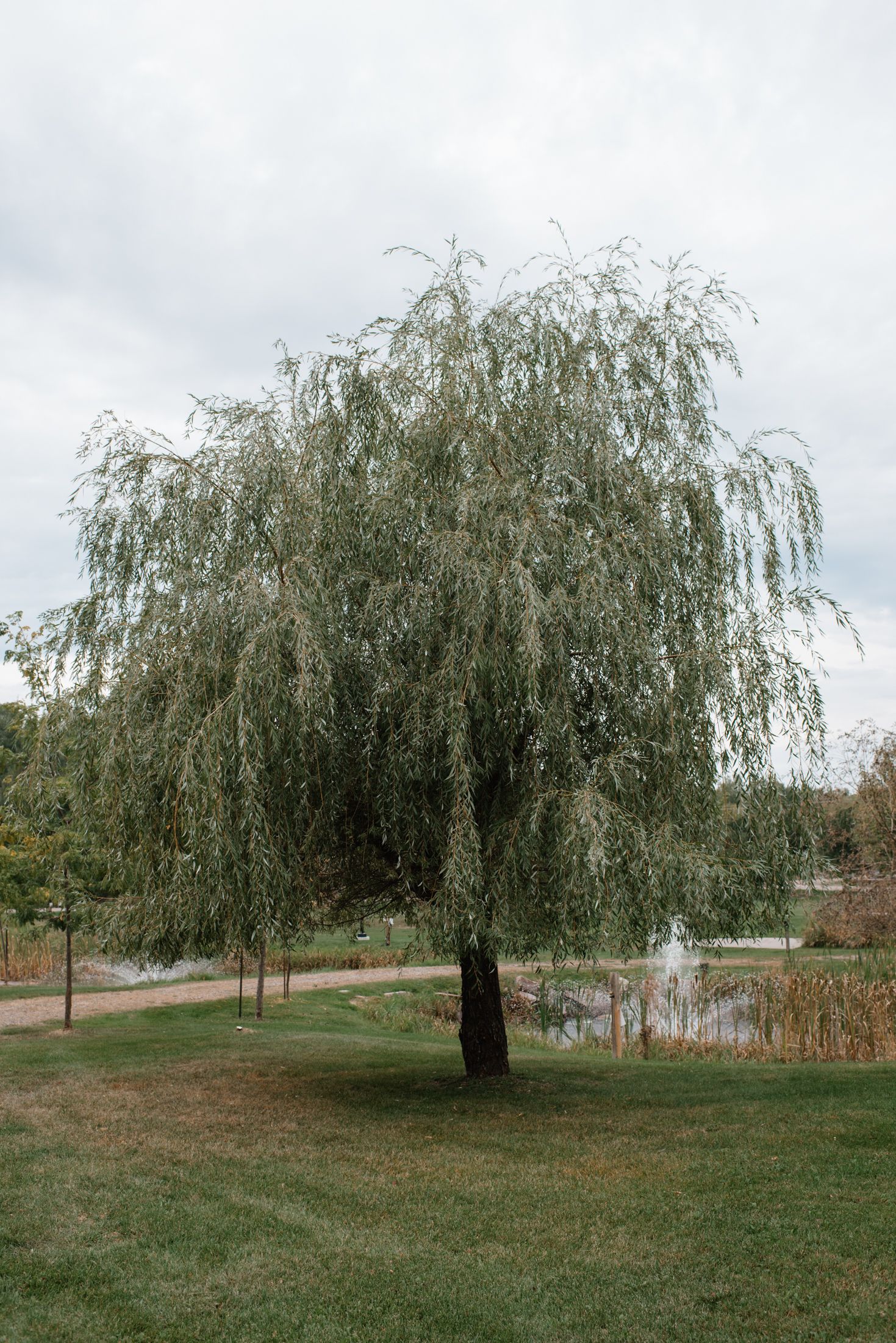 A weeping willow tree with drooping branches stands in a park near a pond with a fountain under cloudy skies.