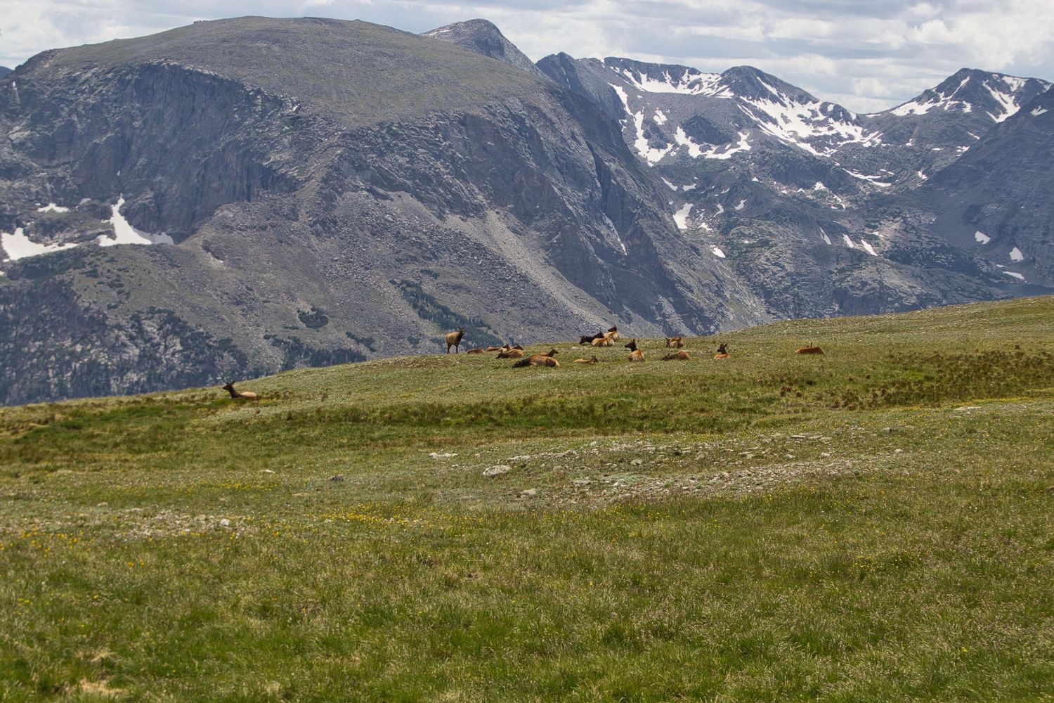 Elk on the tundra just off Trail Ridge road in Rocky Mountain National Park. Pixcapades | The Rocky Mountain Proposal Photographer