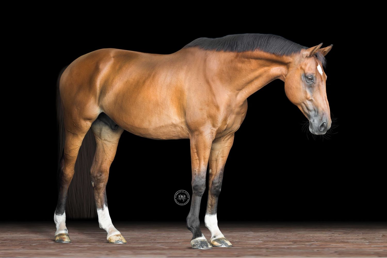 Chestnut horse with white socks stands in profile against black background showing elegant conformation and stance.