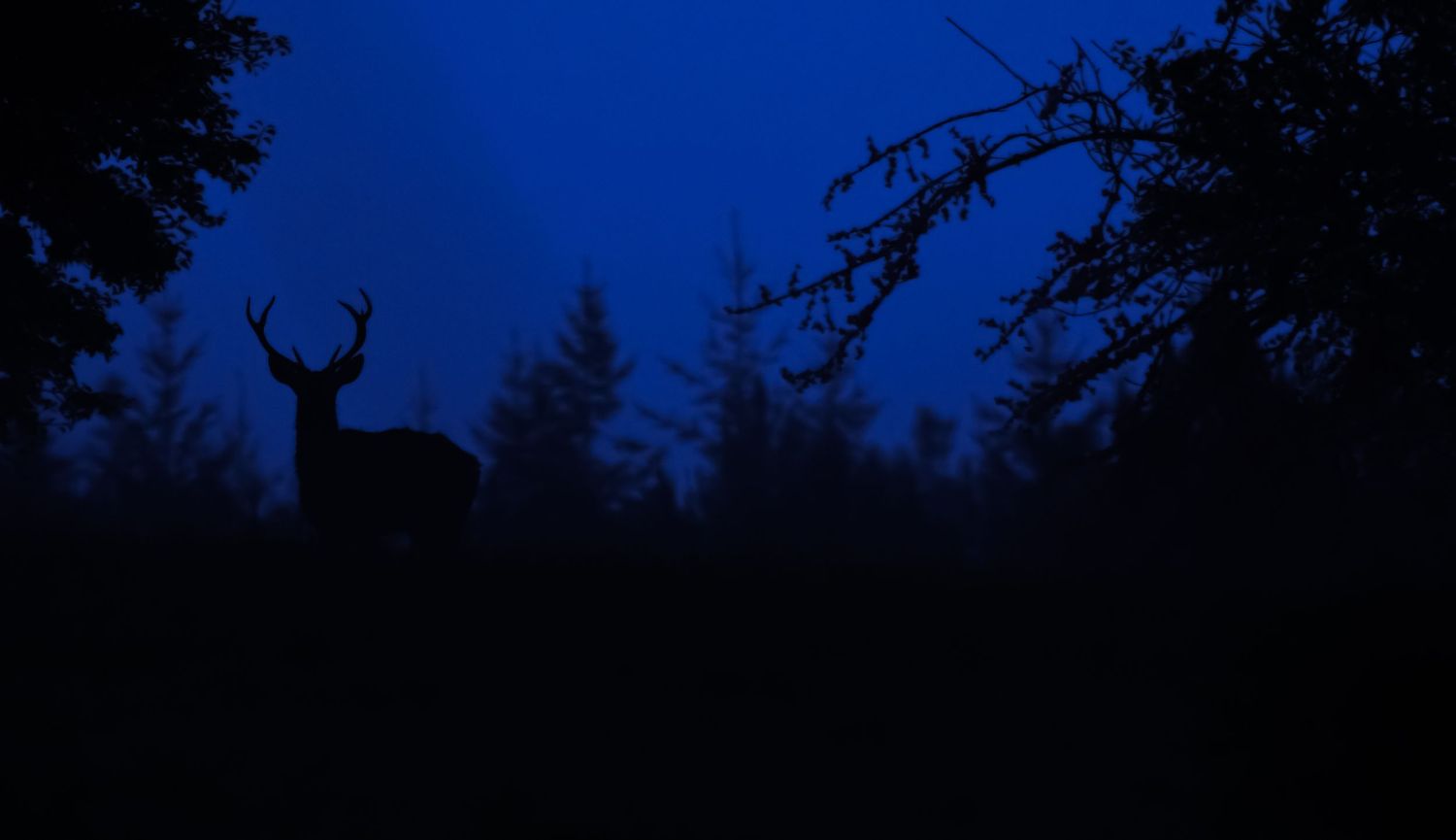 A silhouette of a deer with antlers stands against a dramatic red and orange sunset sky.