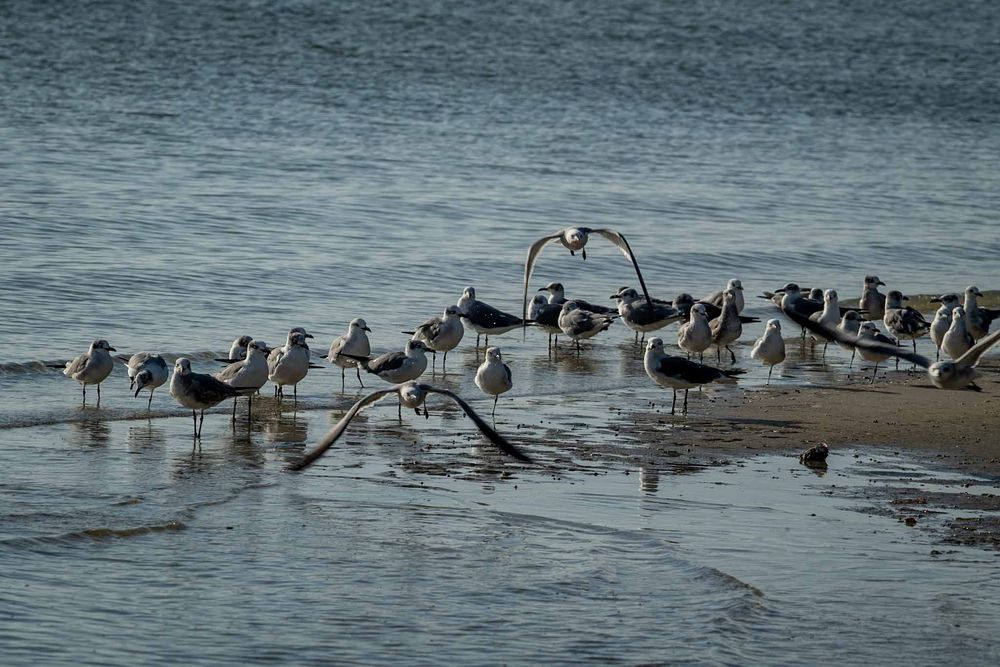 A flock of seabirds gathering at the water's edge on a gray beach during low tide.