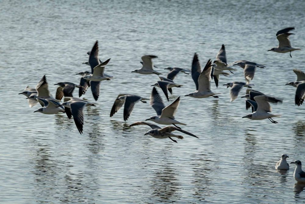 A flock of seagulls flying low over calm ocean water in formation.
