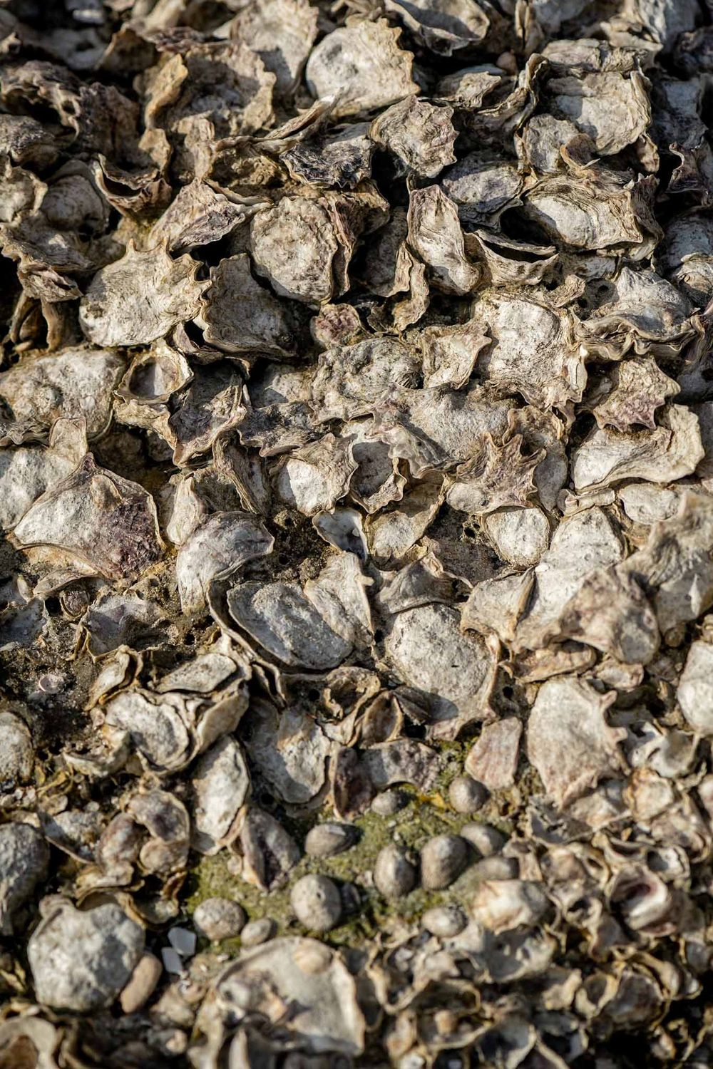 Close-up macro shot of weathered oyster shells showing textural details and natural patterns.
