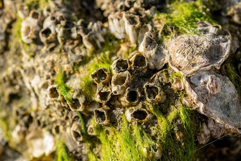 Close-up macro shot of green moss growing on rough textured rock surface in natural sunlight.