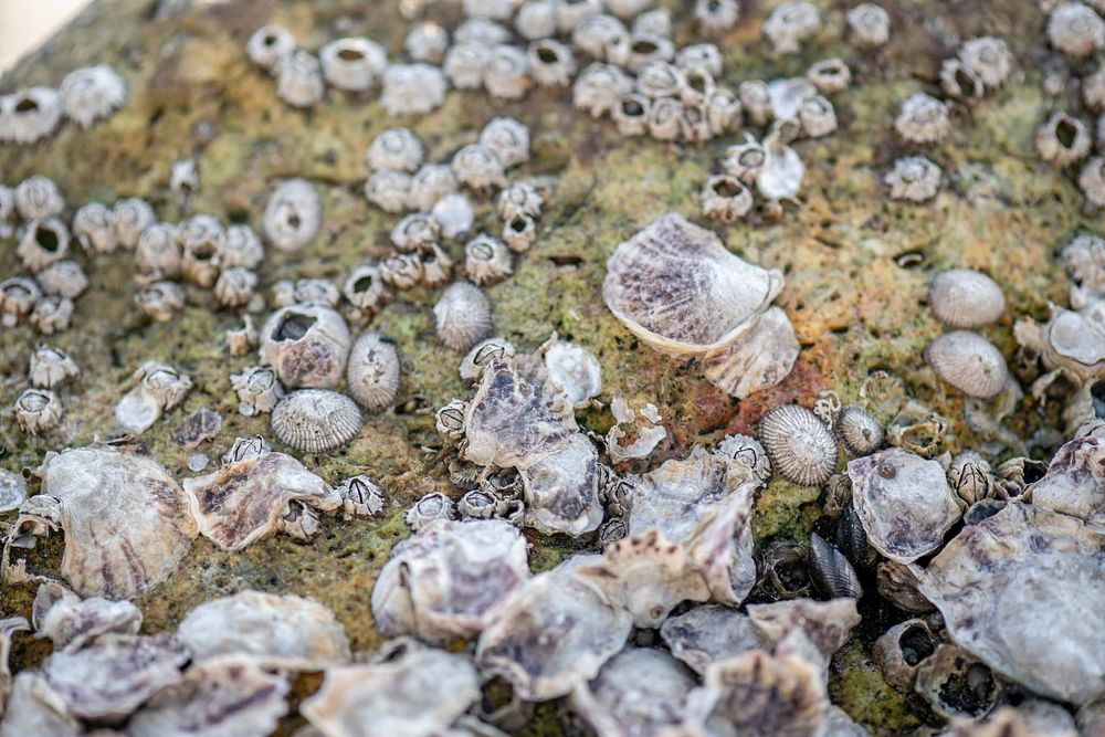 Close up macro photography shows delicate white snail shells scattered across a mossy rock surface in nature.