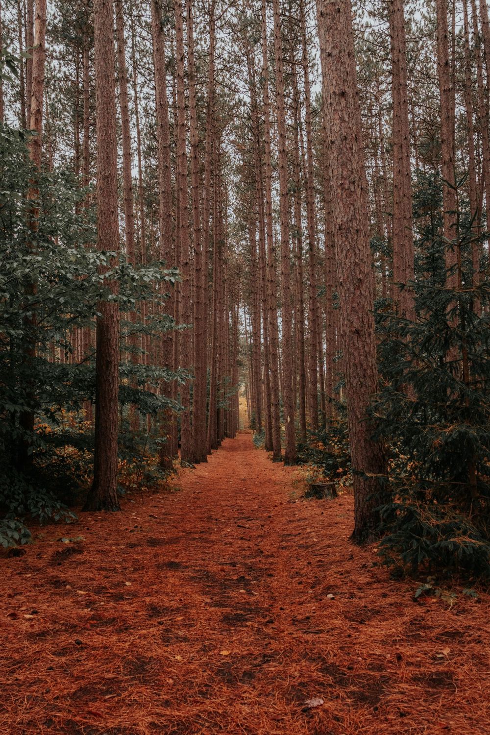 Forest path covered in vibrant red pine needles between tall evergreen trees.