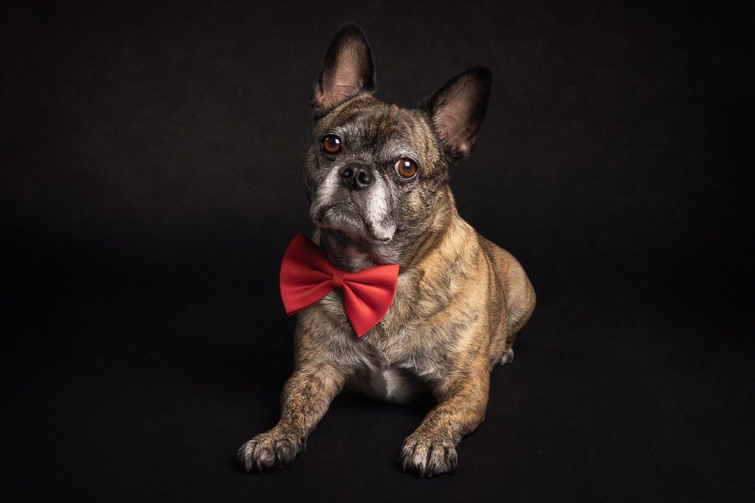 Liggend hondenportret in fine-art stijl, studiofotograaf honden Brabant