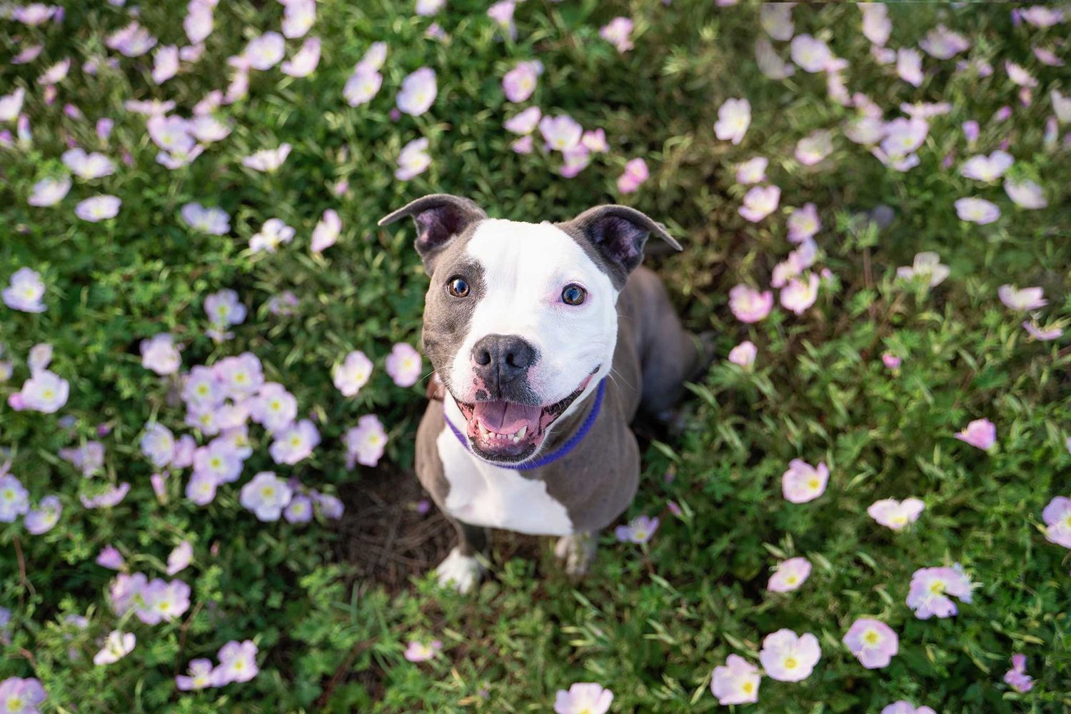 A rescued white and gray pit bull terrier dog sitting in a field of flowers in Houston.