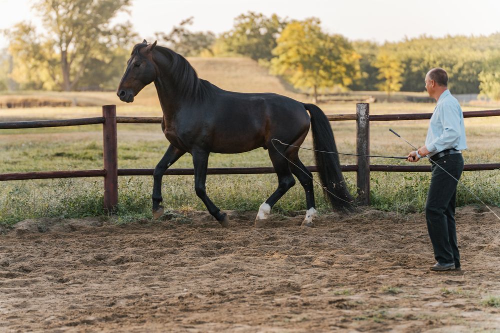 Showing a horse training session in an outdoor arena at sunset with a handler working with the horse photoshoot in sydney