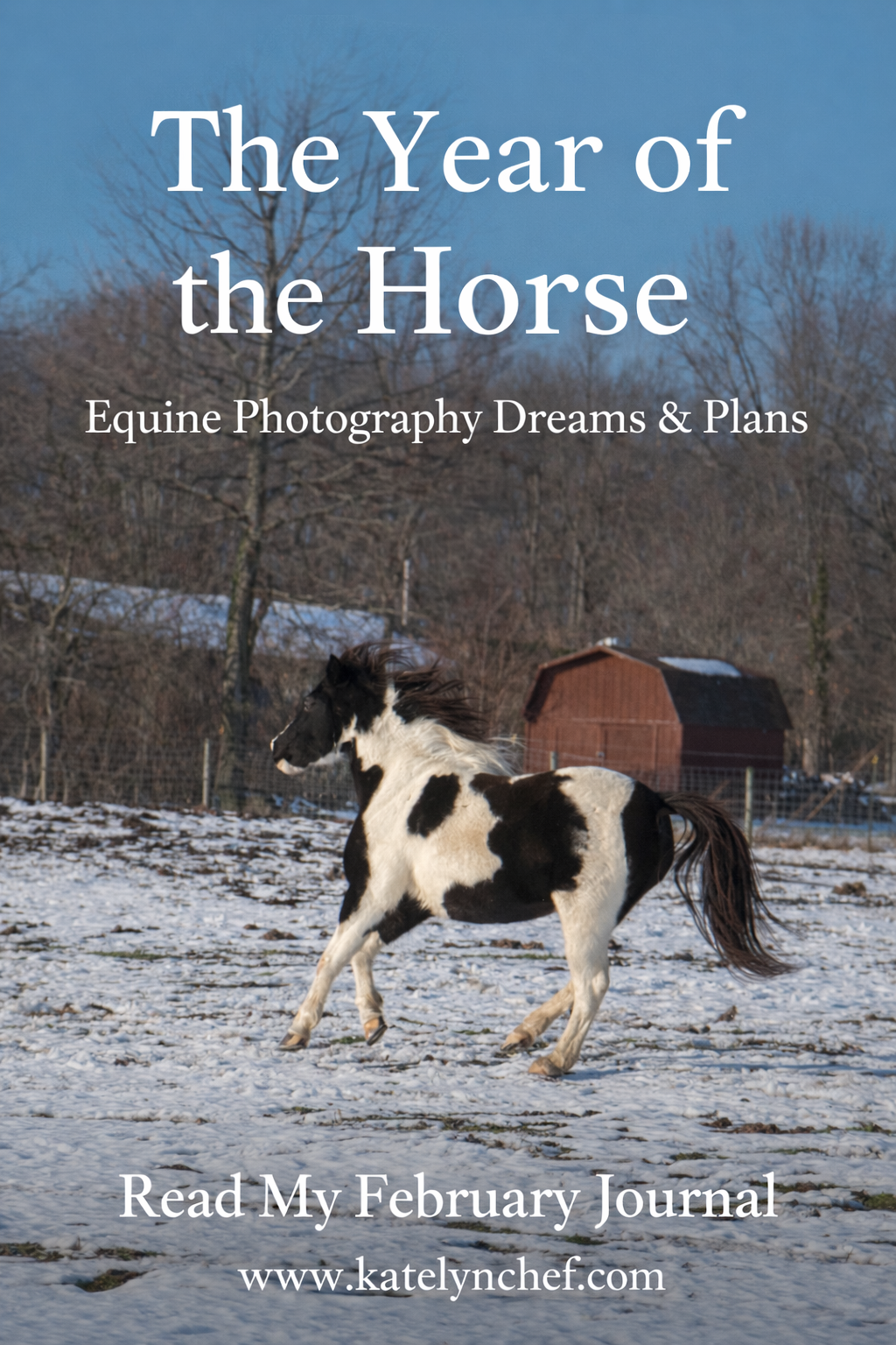 running spotted horse