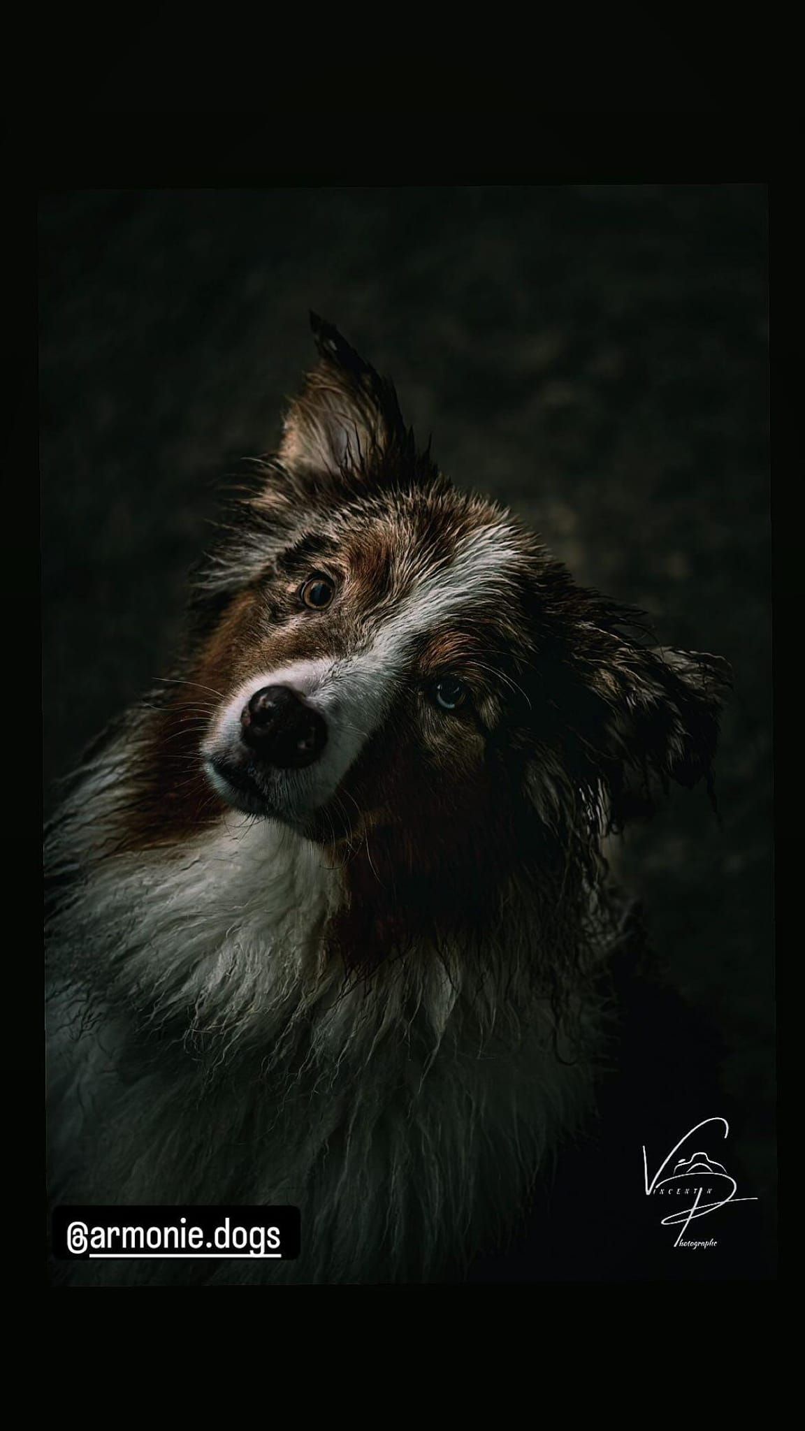 Close-up portrait of a dog with long fur in dramatic low-key lighting.