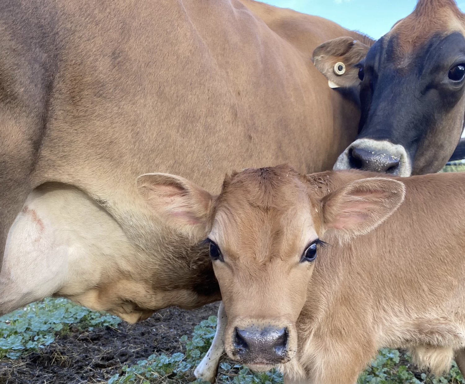 Mother Cow and Calf at the Littleton Museum