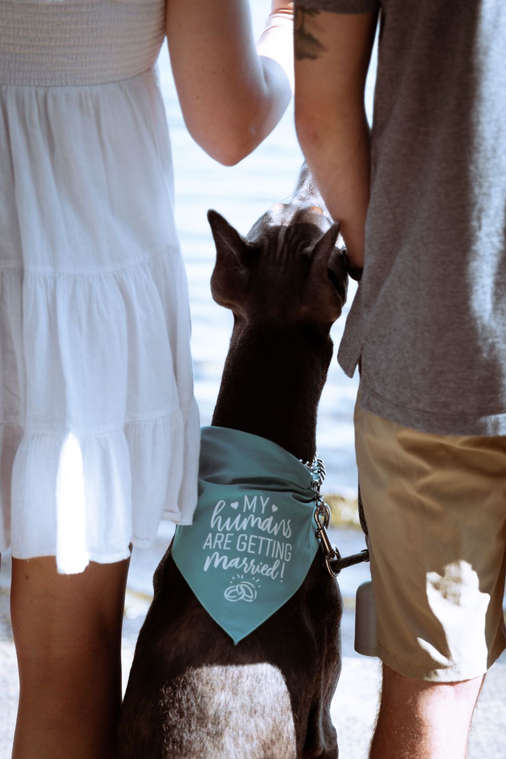 Dog wearing a bandana reading my humans are getting married sits between an engaged couple.
