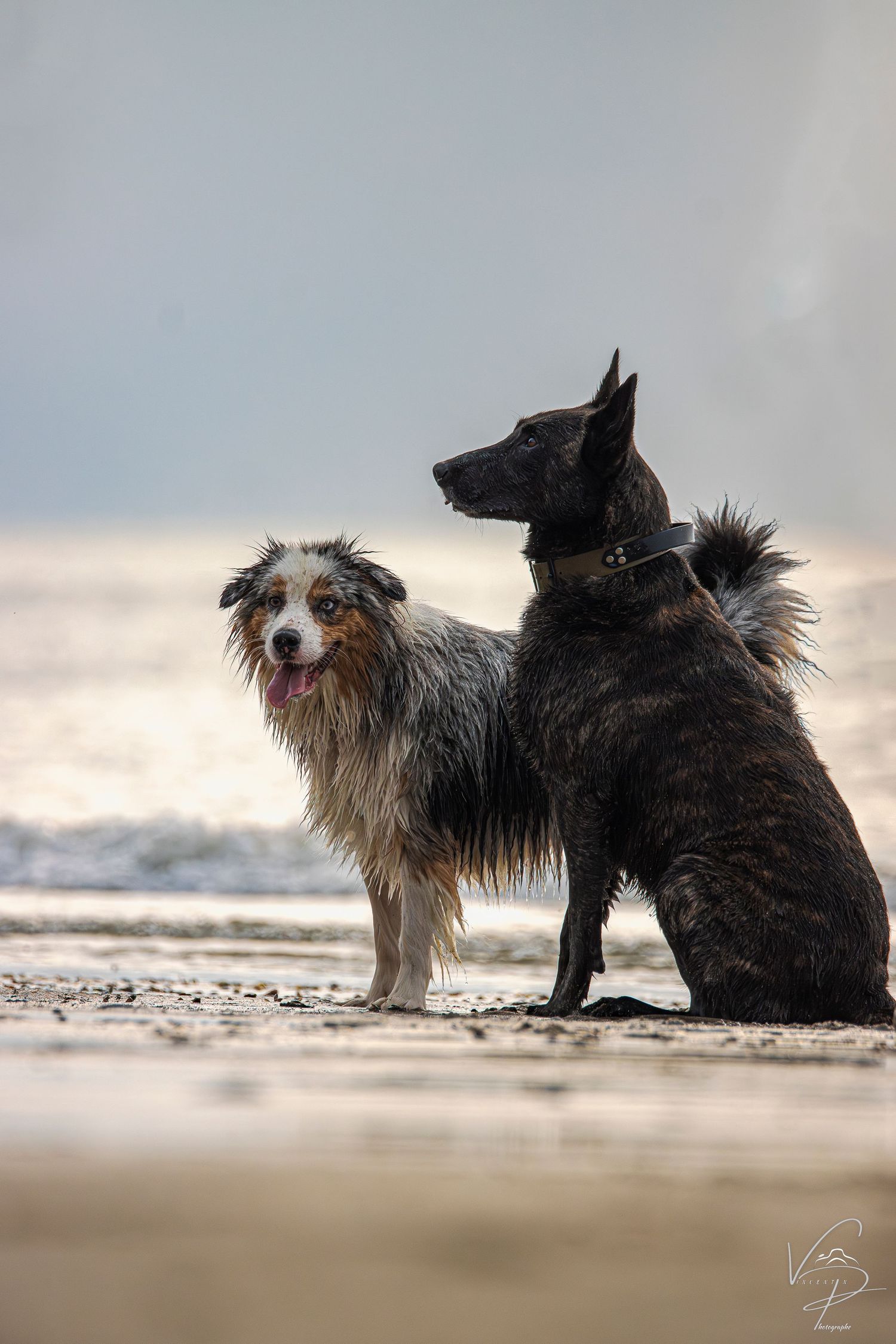 Two dogs playing together on a misty beach at sunset.