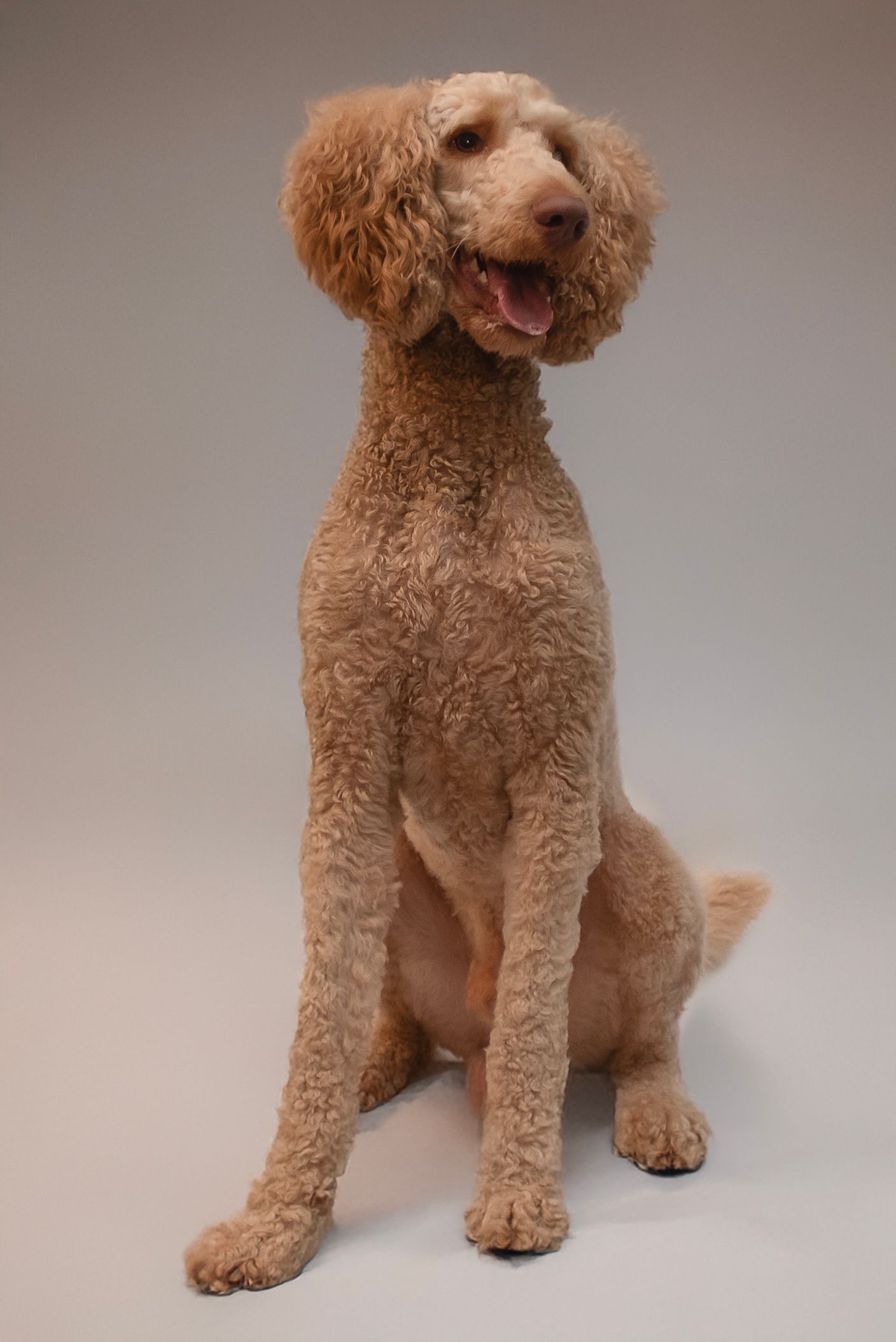A Standard Poodle with apricot-colored curly fur sits upright against a neutral background.