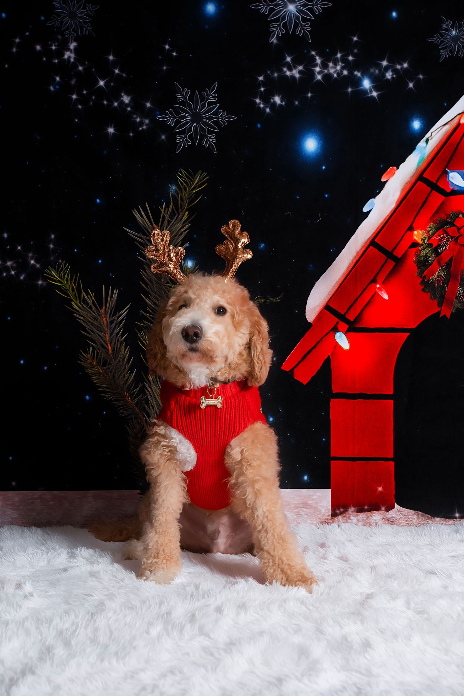 Small dog wearing reindeer antlers and red sweater poses in winter scene with snowflakes and red decorations.