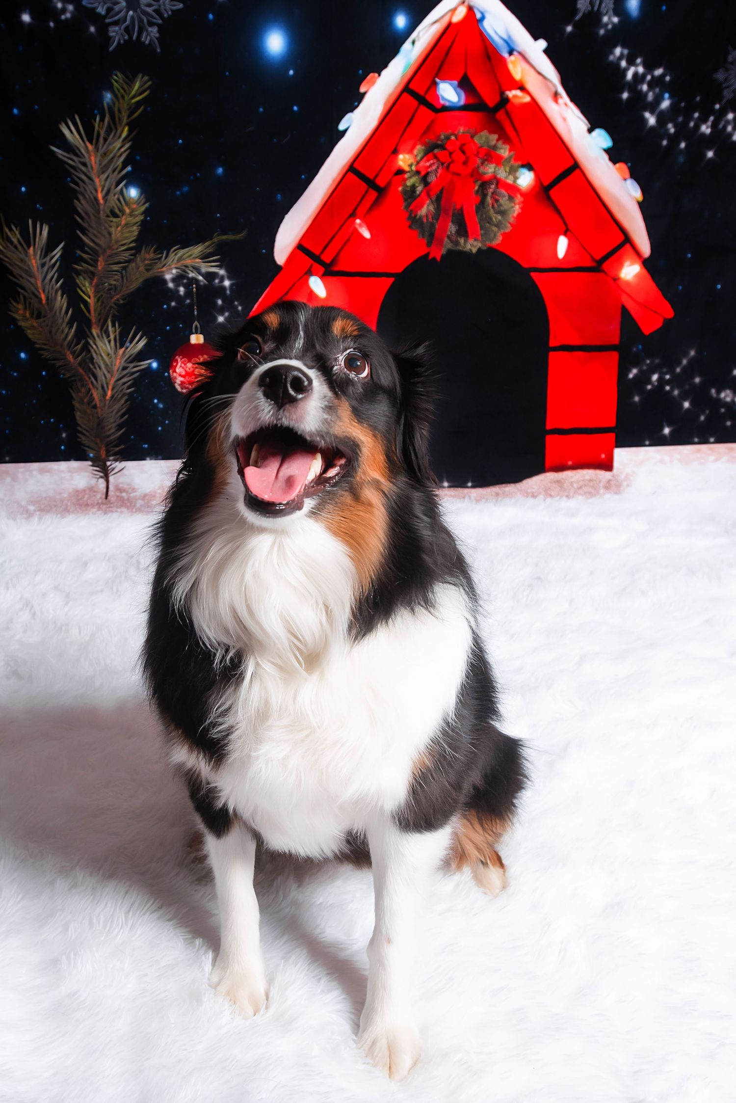 A happy Shetland Sheepdog poses in front of a red birdhouse on a snowy winter day with festive holiday decorations.