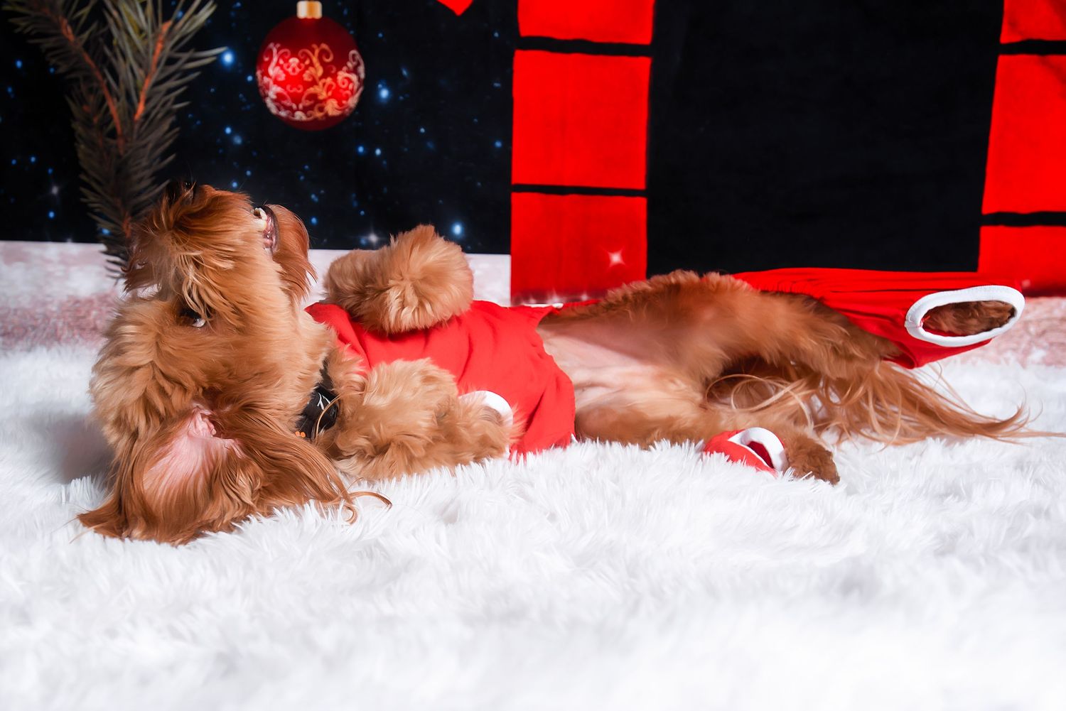 A small brown dog lies on white fluffy carpet near red and black holiday decorations.