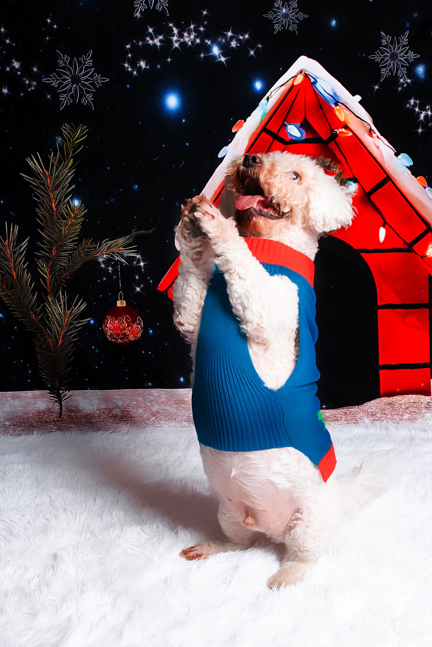 A white dog wearing a blue sweater plays in the snow with a red doghouse in the background on a winter evening.