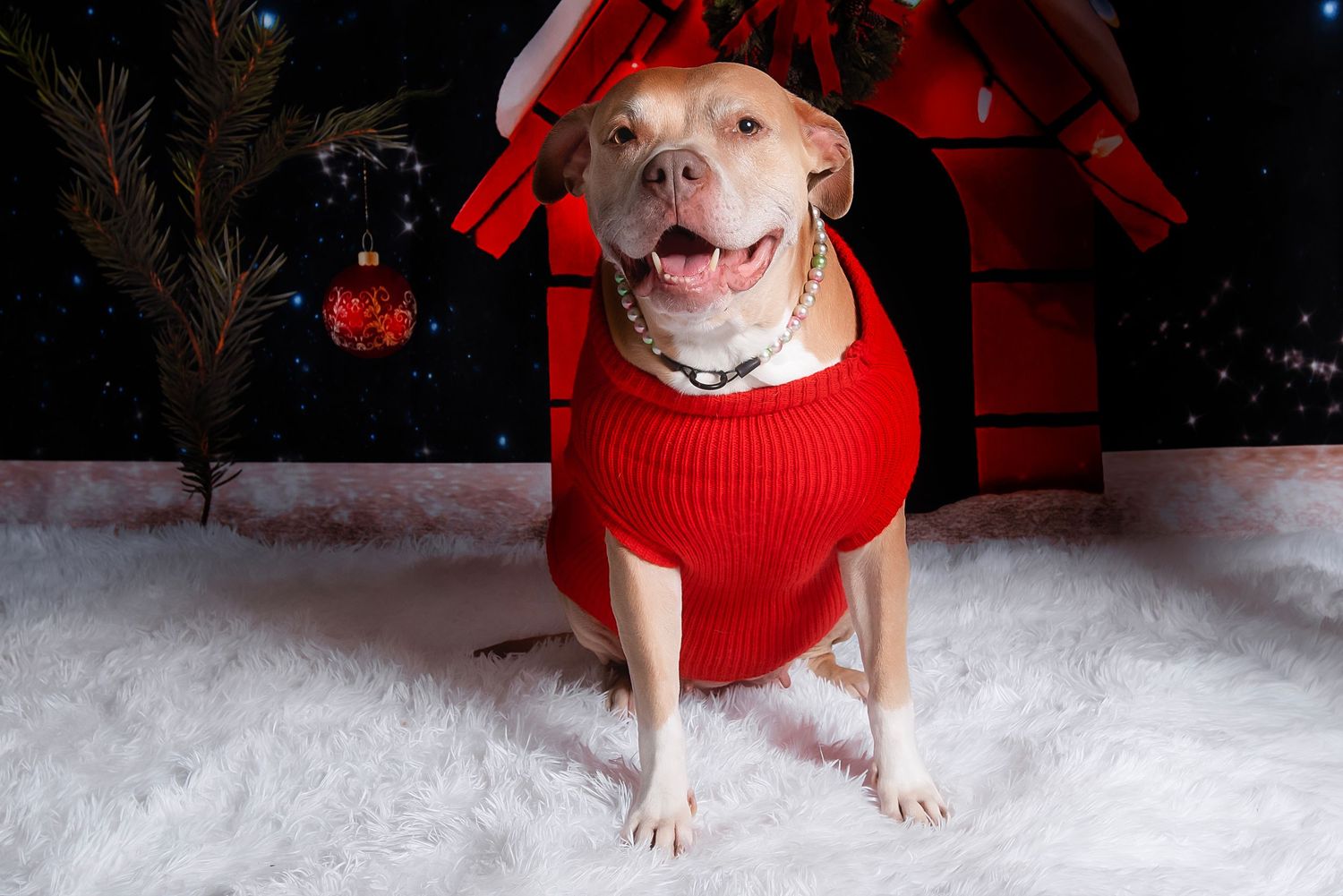 A small dog in a red sweater sits playfully in artificial snow during a winter photo shoot.