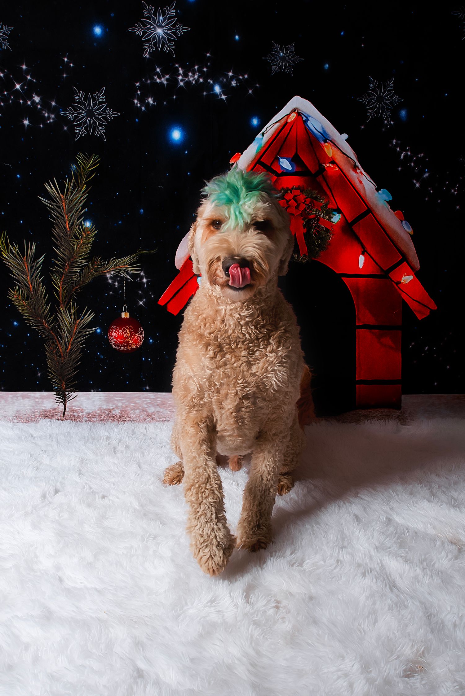 A fluffy goldendoodle dog wearing a red and green bow plays in artificial snow with Christmas decorations in the background.