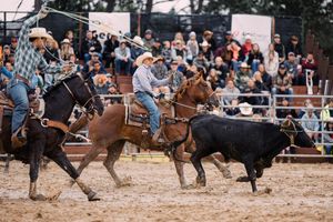 Two mounted ropers chase a black steer in a dirt arena during a team roping event as the rodeo crowd looks on.